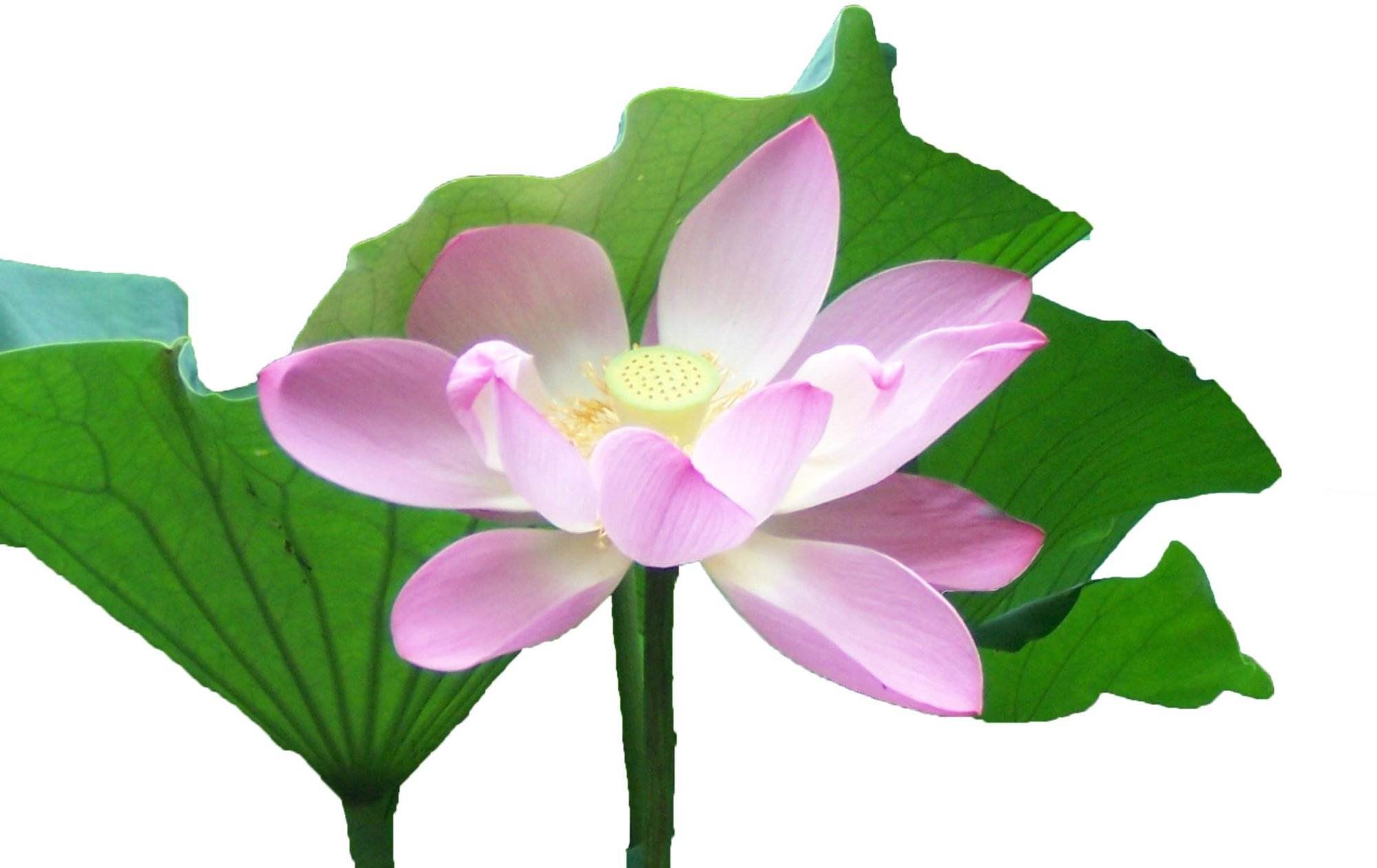 Eine rosa Lotusblume zur Meditation in Friedrichsdorf.