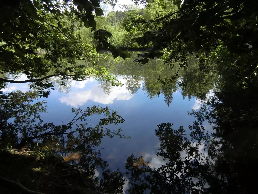 Ein von Bäumen umgebener Teich entlang des Bonifatiuswegs, der die ruhige Umgebung widerspiegelt.