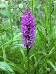 Orchidee: Knabenkraut purpur