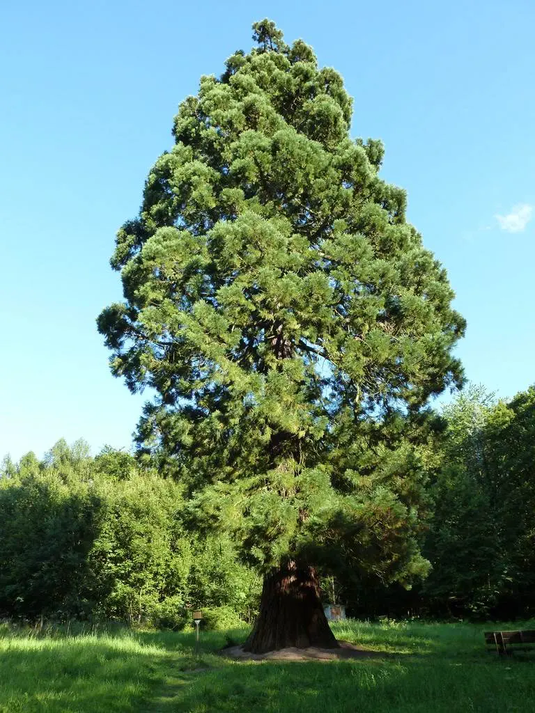 Ein Mammutbaum in einer grünen Wiese.