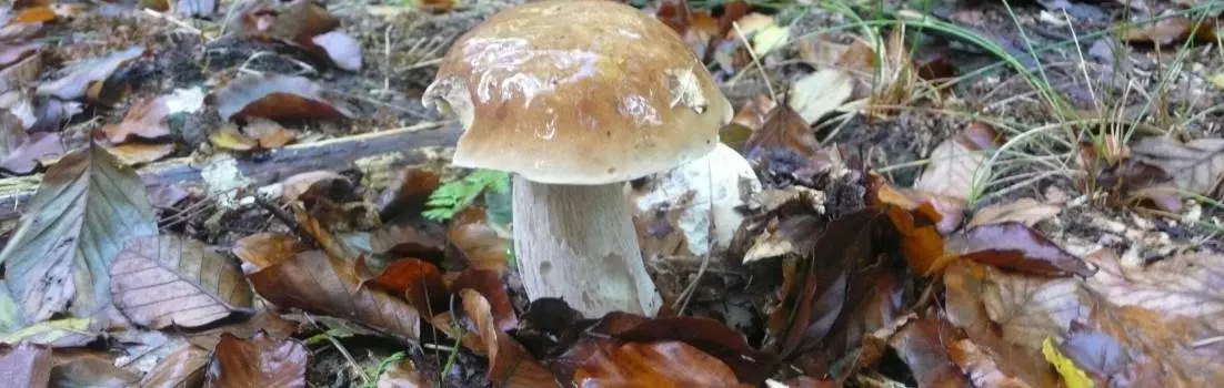 Ein Pilze sucht im Wald mit Blättern um ihn herum.