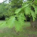 Zweig des Urweltmammutbaum – Metasequoia glyptostroboides