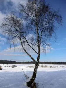 Birke