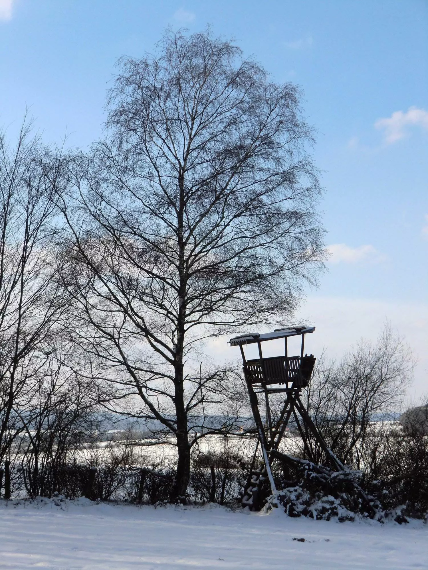 Ein einzelner Baum in einem schneebedeckten Feld.