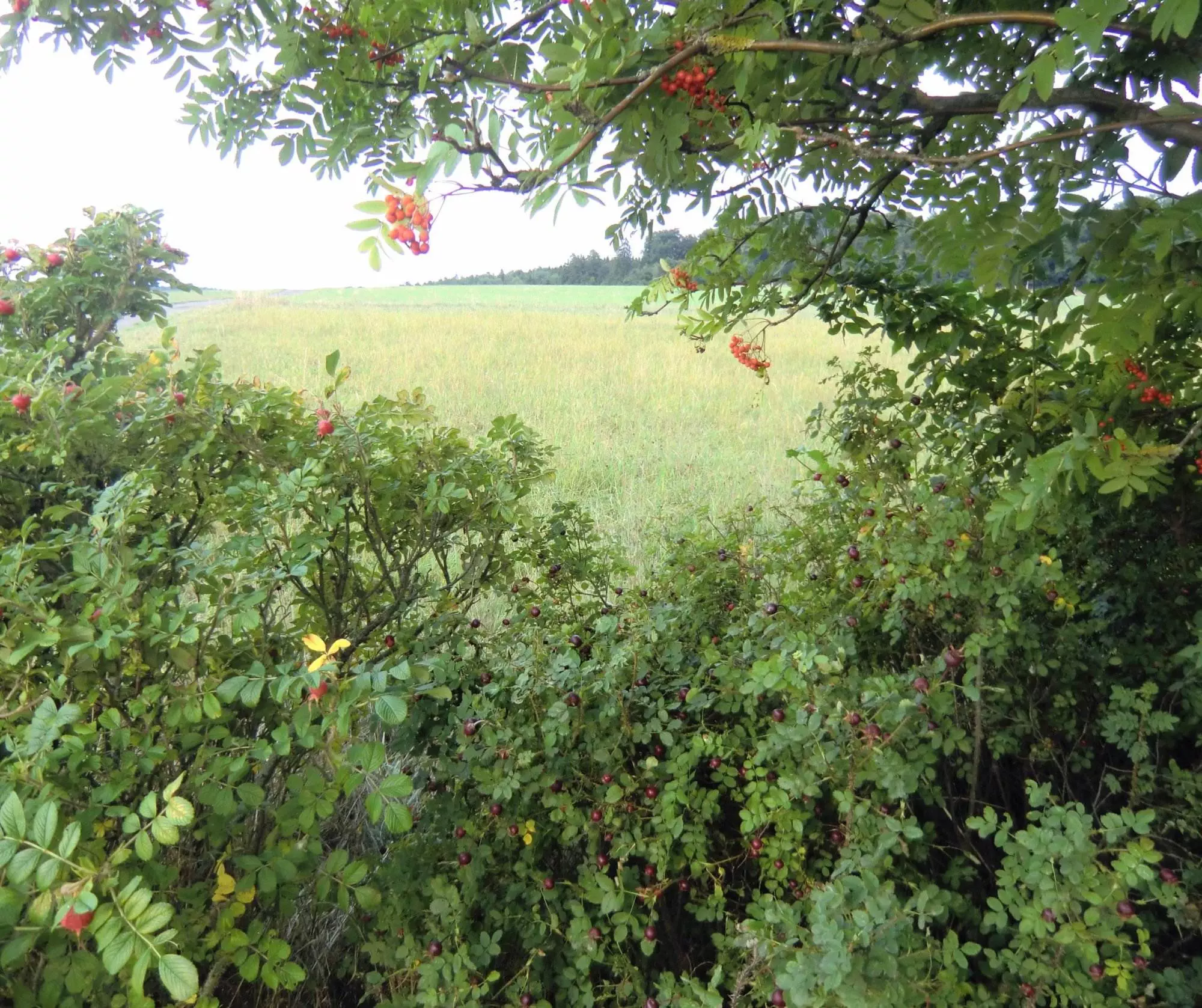 Ein Baum auf einem Feld mit Hagebutte-Beeren.