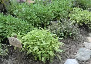Verschiedene Arten der Gattung Salbei (Salvia) im Schulgarten, Irschen