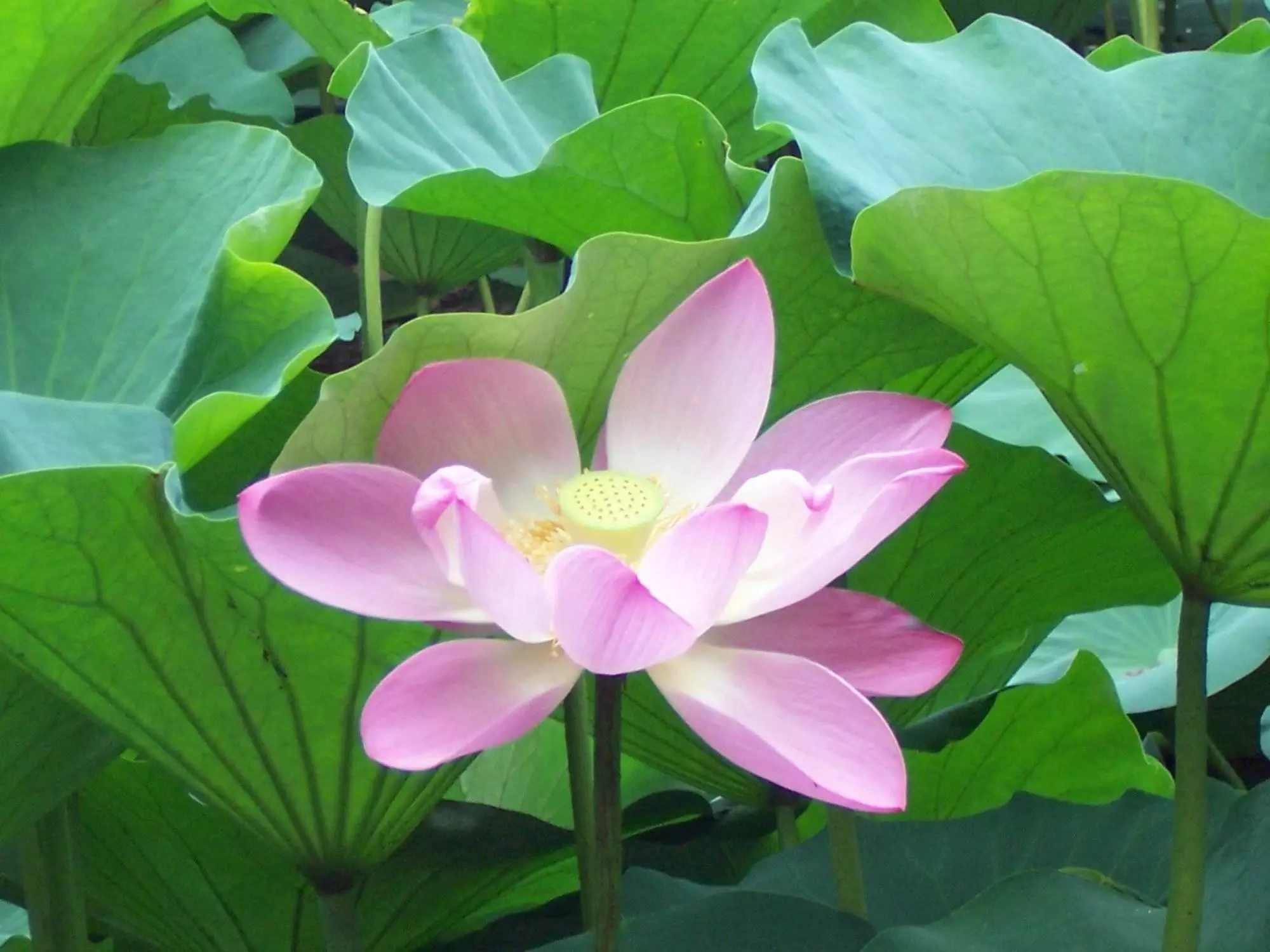Eine rosa Lotusblume, umgeben von grünen Blättern, bietet einen ruhigen Mittelpunkt für die Meditation.