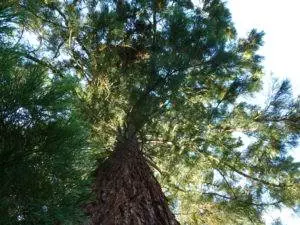 Urweltmammutbaum – Metasequoia glyptostroboides, Blick nach oben in die Krone (Sequoiadendron giganteum)