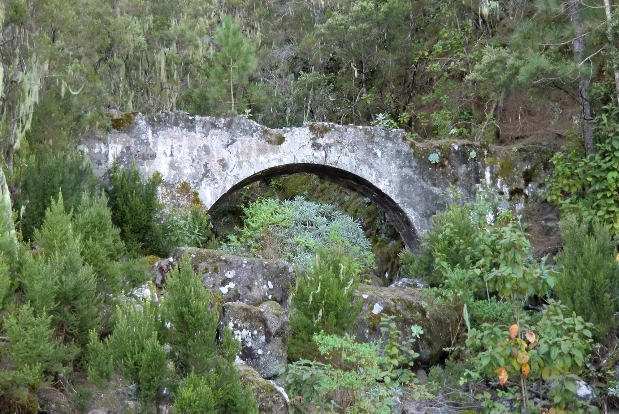 Eine alte Steinbrücke im Wald auf Teneriffa.