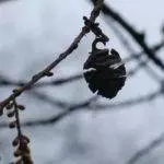 Blüten und Frucht des Urweltmammutbaum – Metasequoia glyptostroboides im Winter
