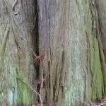 Urweltmammutbaum – Metasequoia glyptostroboides, Einbuchtungen im Stamm