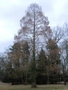 Urweltmammutbaum – Metasequoia glyptostroboides im Winter