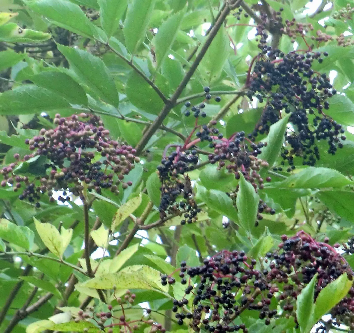 Eine märchenhafte Pflanze mit vielen schwarzen Beeren.