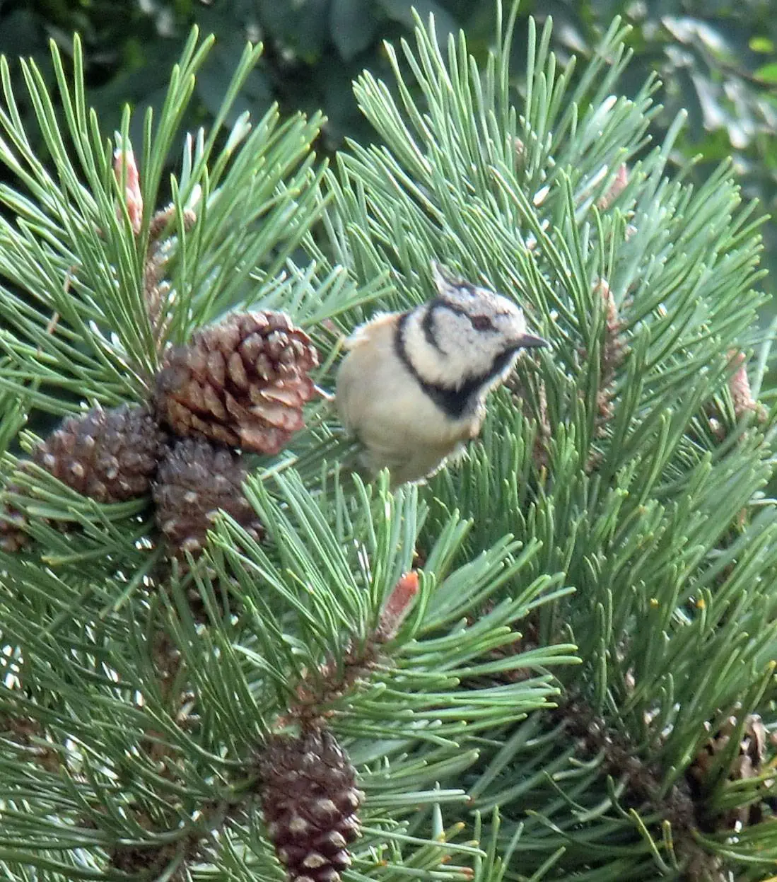 Ein Vogel saß auf einer Kiefer.
