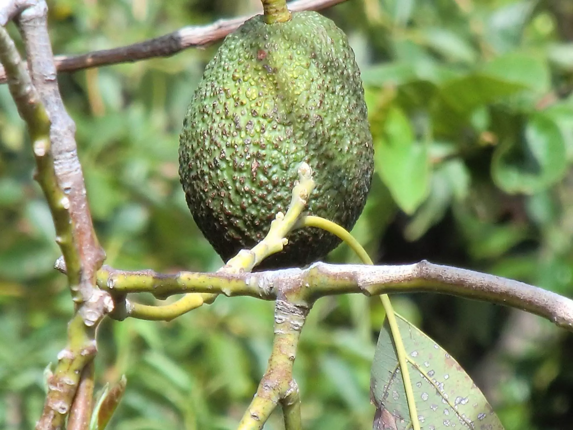 Eine exotische Frucht, die Avocado, wächst auf einem Ast.