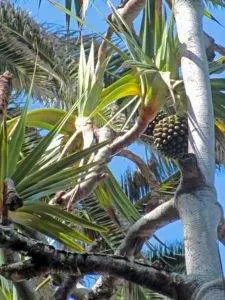 Wandern Teneriffa - Padanus