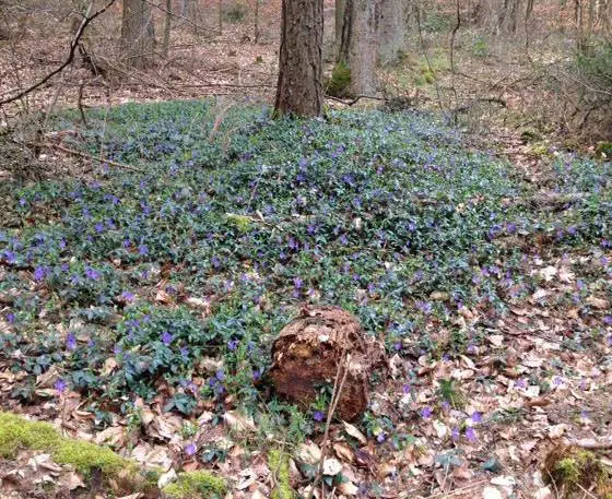 Eine von Pflanzengeschichten inspirierte Sammlung blauer Blumen inmitten eines Waldgebiets.