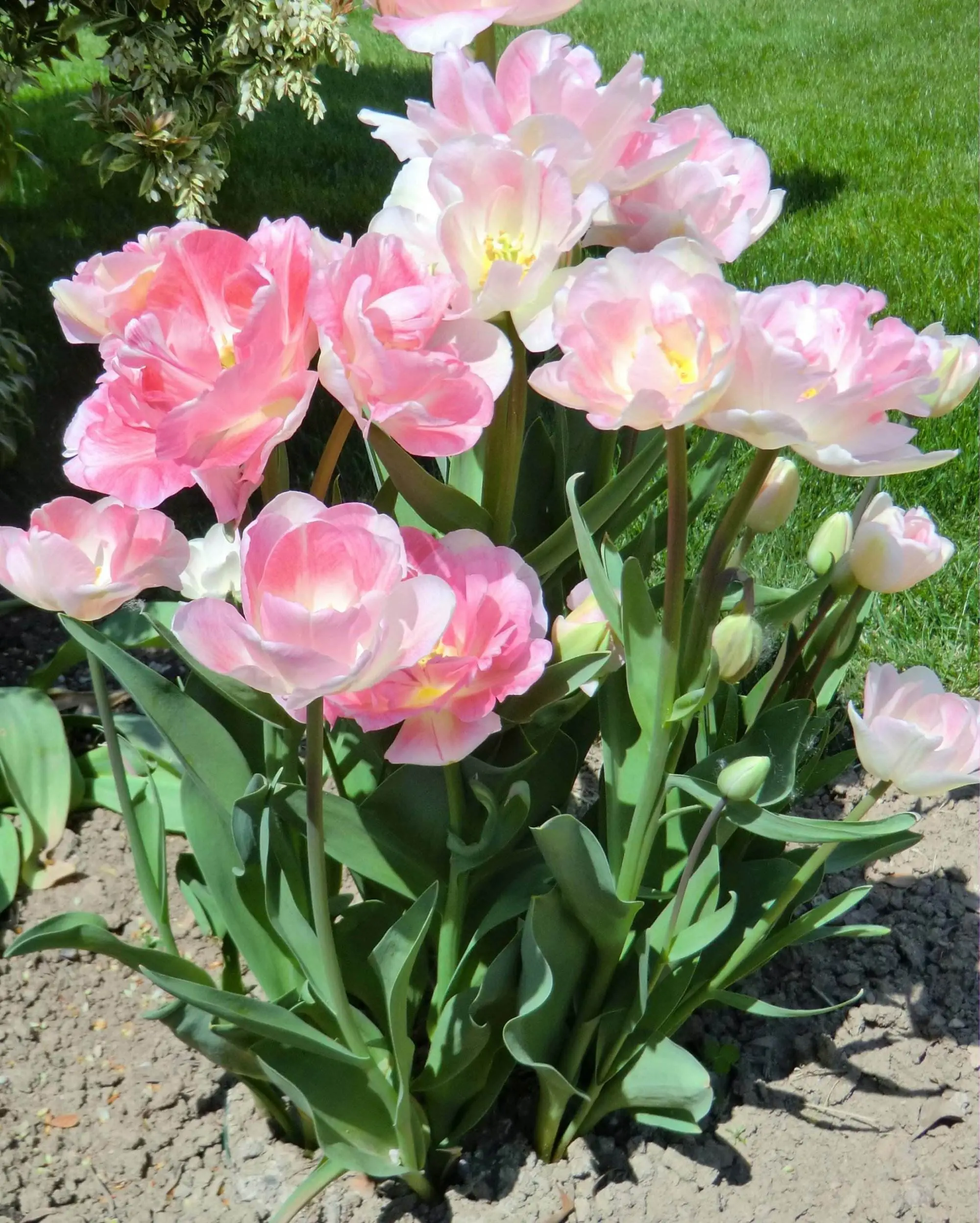 Rosa pflanzengeschichten Tulpen schmücken einen Garten.