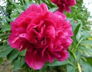 Paeonia