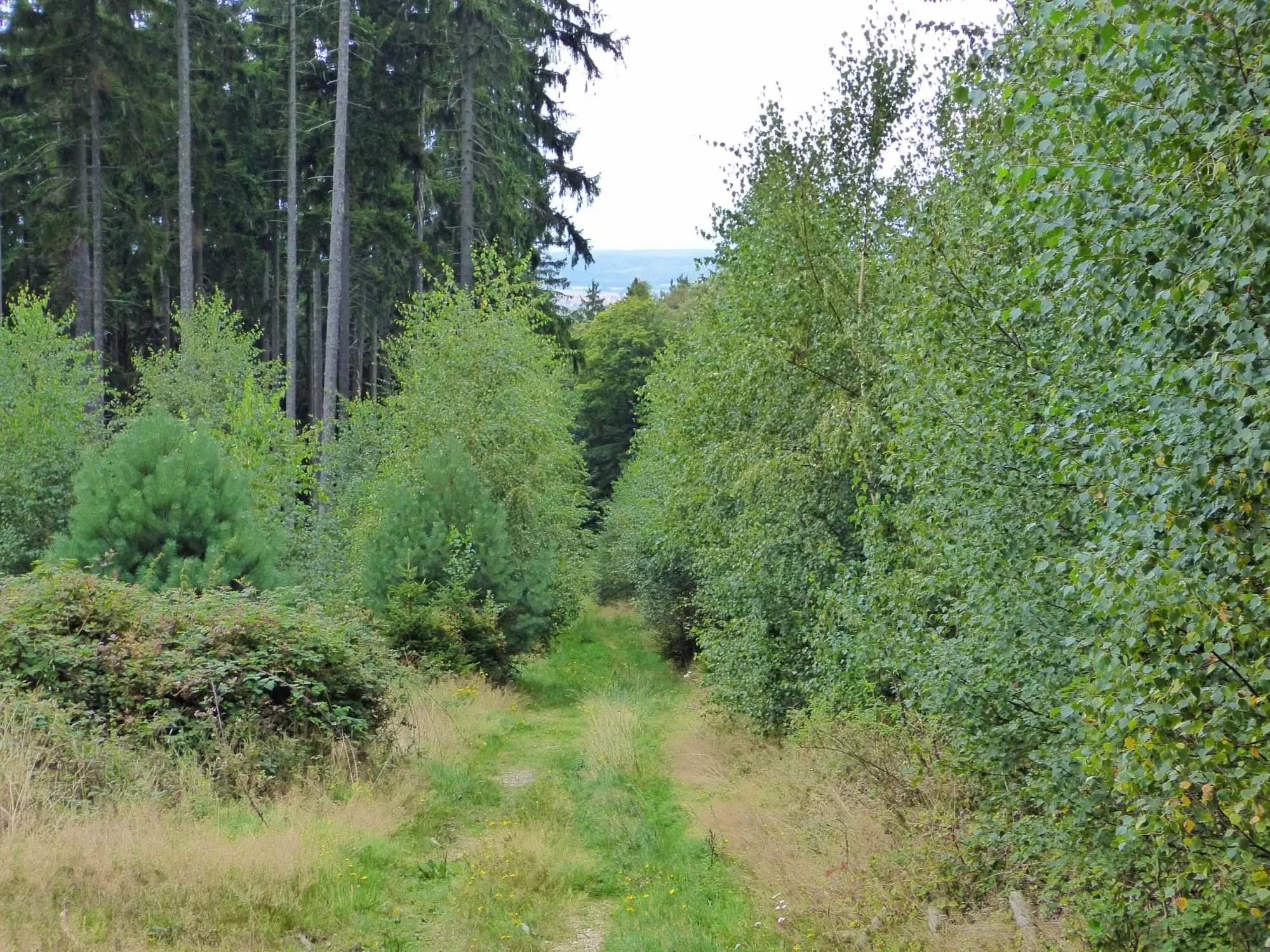 Ein Elisabethpfad in einem Waldgebiet.