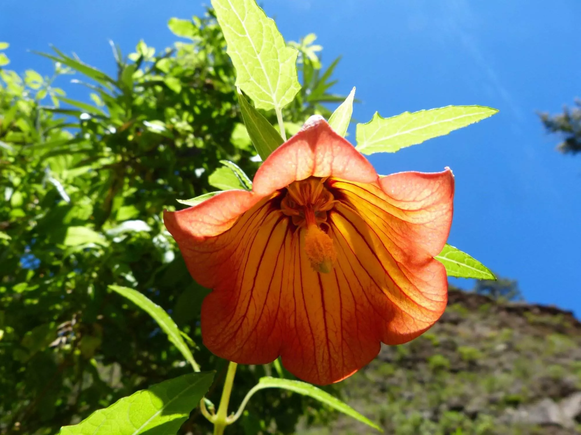 Eine große orangefarbene Blume vor blauem Himmel beim Wandern in Teneriffa Süd.