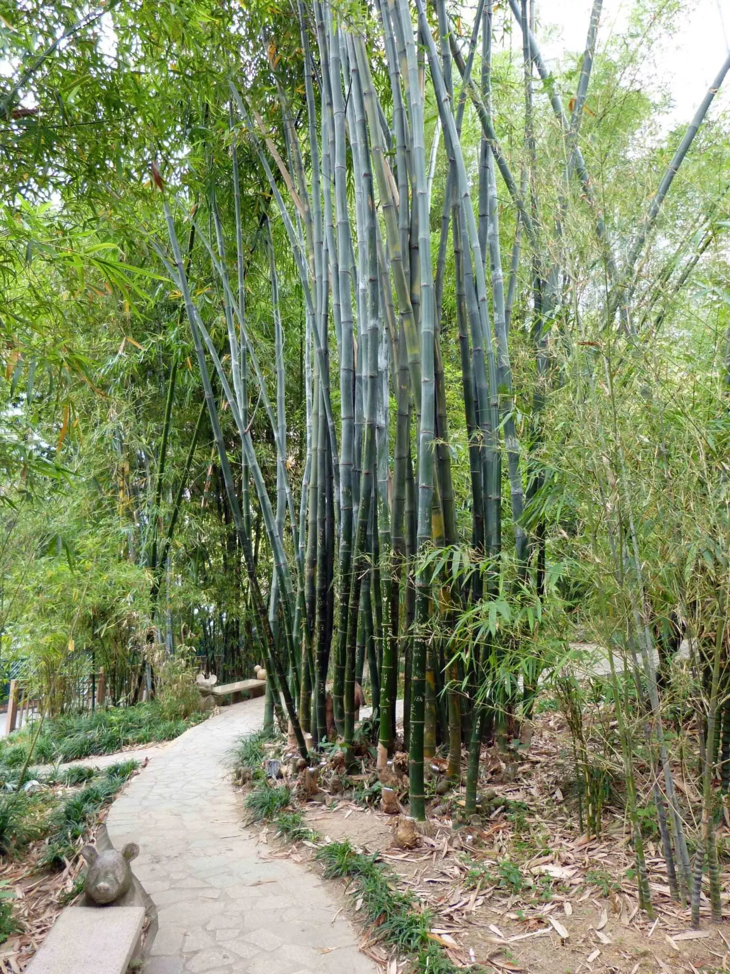 Ein Bambuswaldweg in Hongkong.