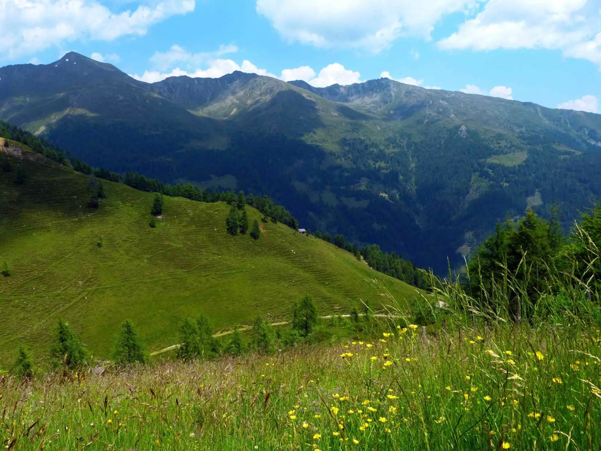 Eine bergige Alm mit gelben Blumen und Bergen im Hintergrund, entlang des Pustertaler Almwegs.