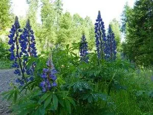 lupinen blau