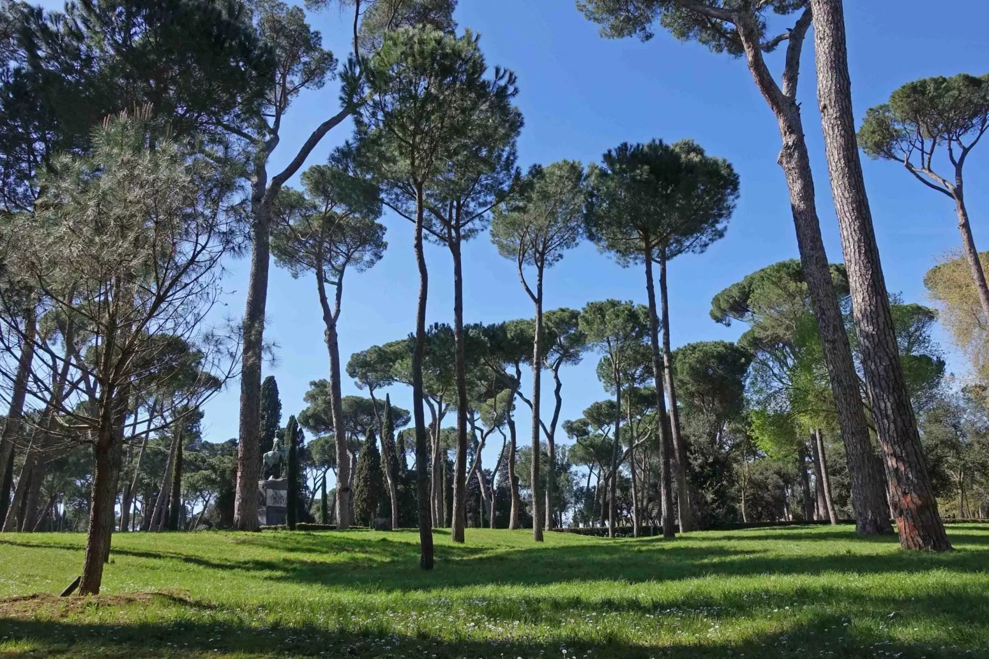 Pinien in einer grünen Oase mit blauem Himmel in Rom.