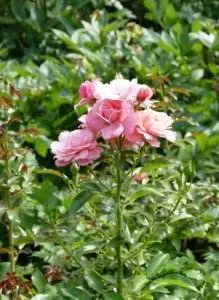 rose rosa