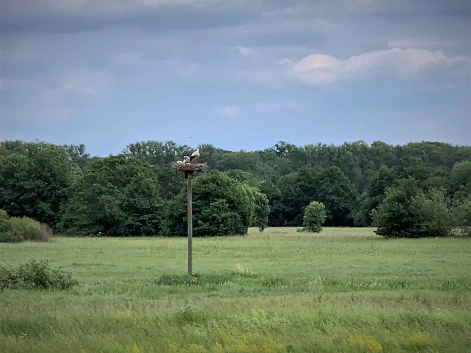 Ein Adler thront auf einer Stange in einem Feld.