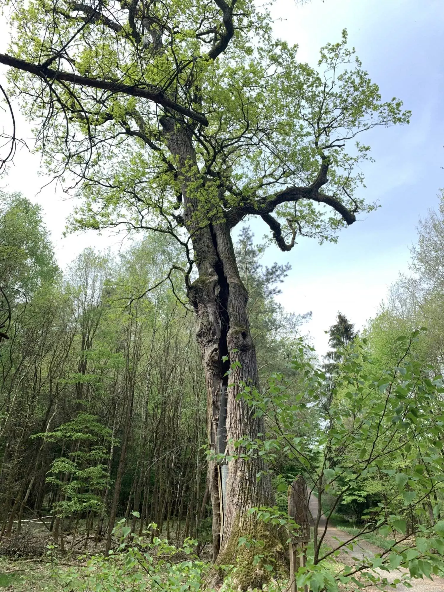 Ein großer Baum in einem Waldgebiet.