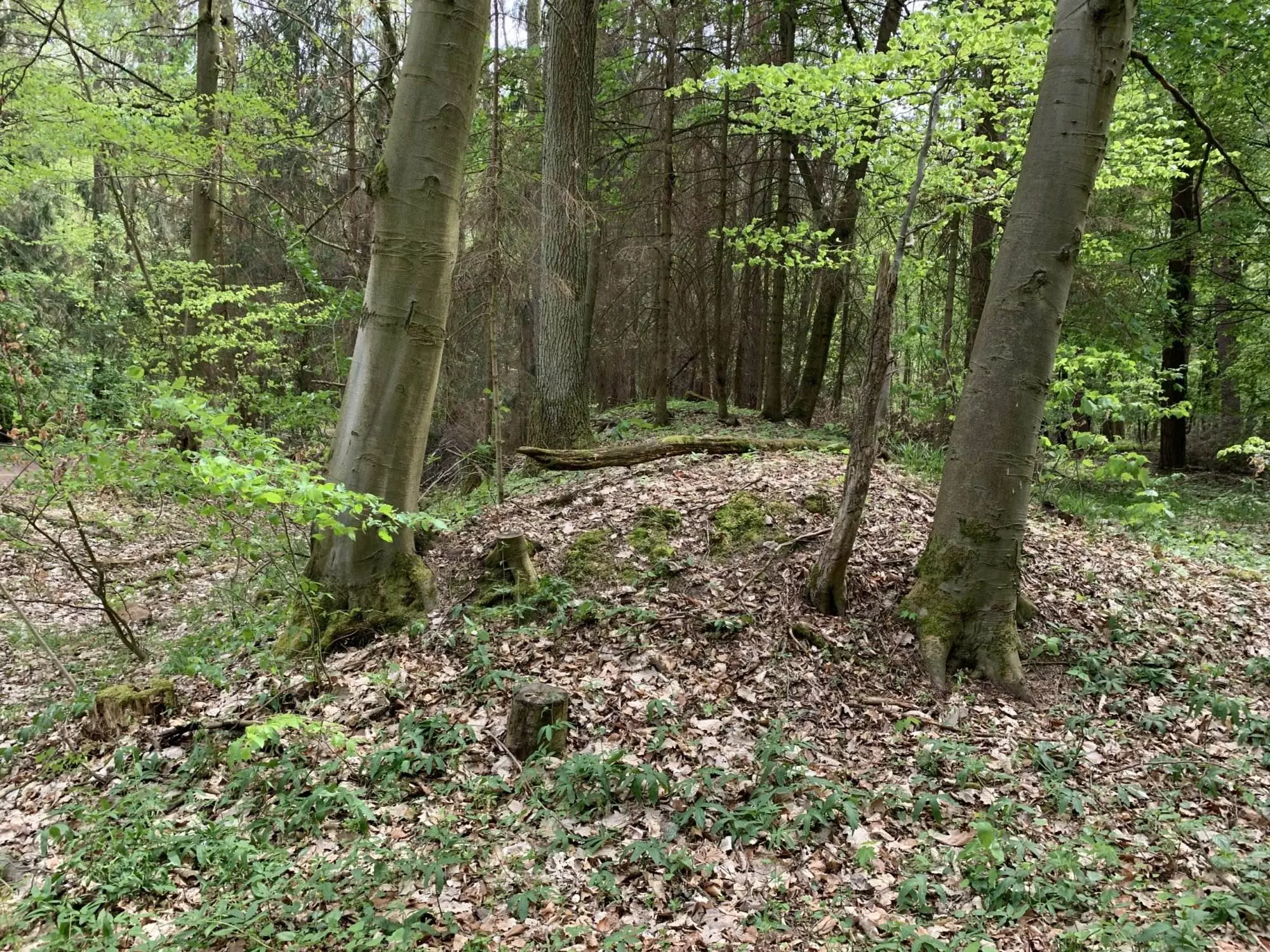 Ein Baumstumpf mitten in einem Waldgebiet.