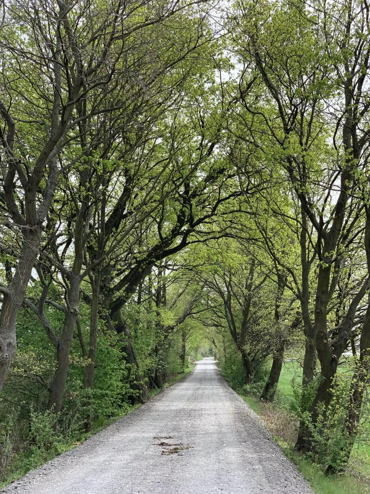 Eine unbefestigte Straße, gesäumt von grünen Bäumen.