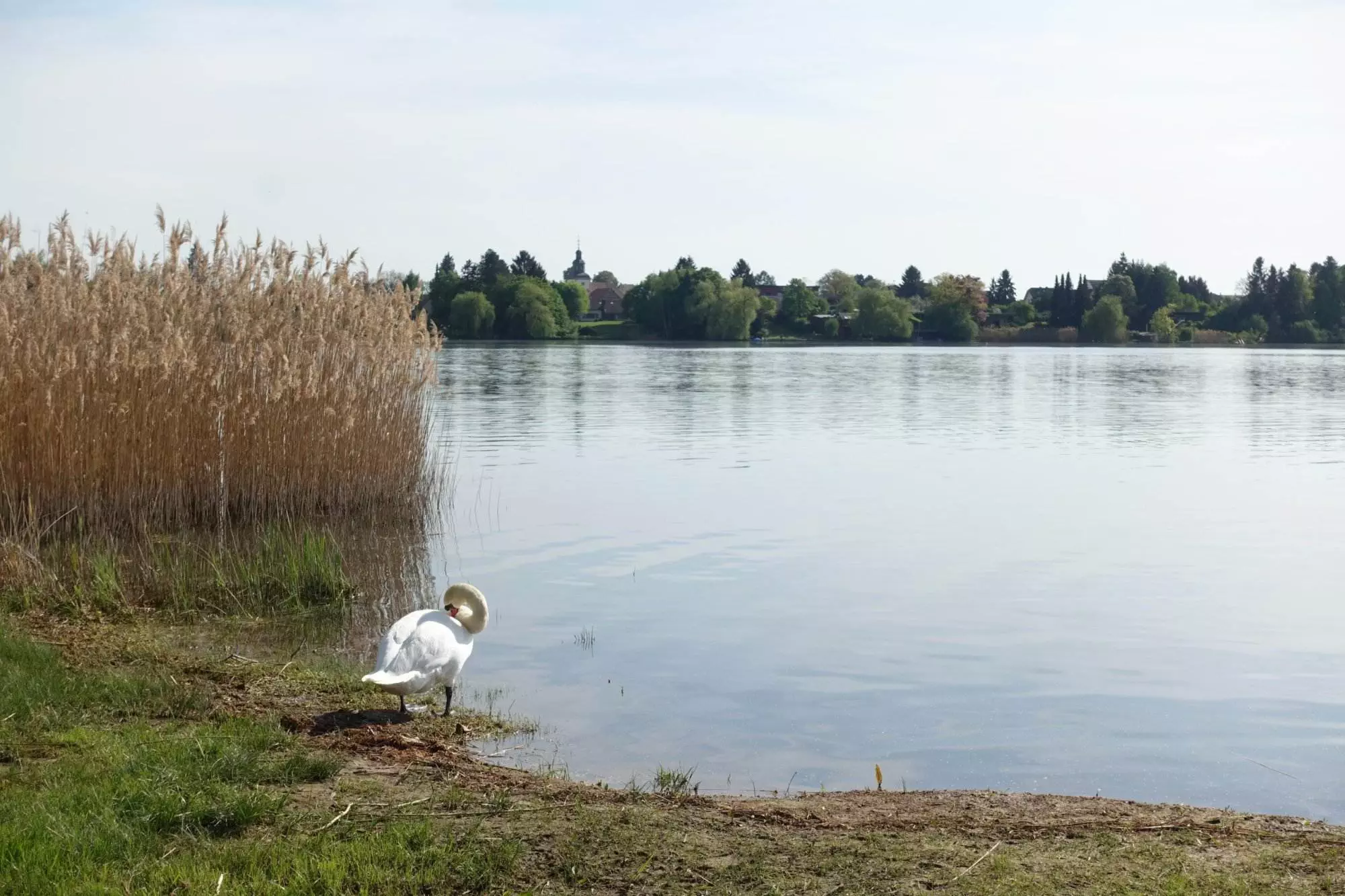 Ein weißer Schwan steht am Ufer eines Sees.