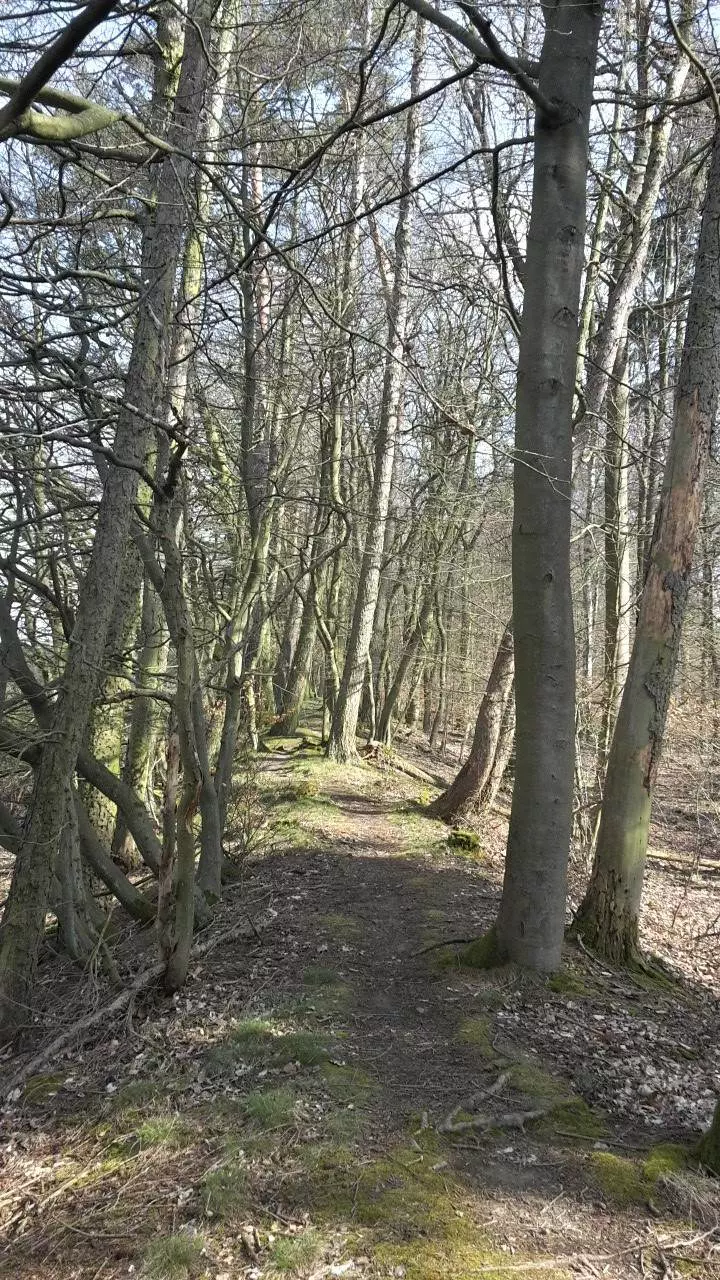 Ein Weg in einem Waldgebiet mit vielen Bäumen.