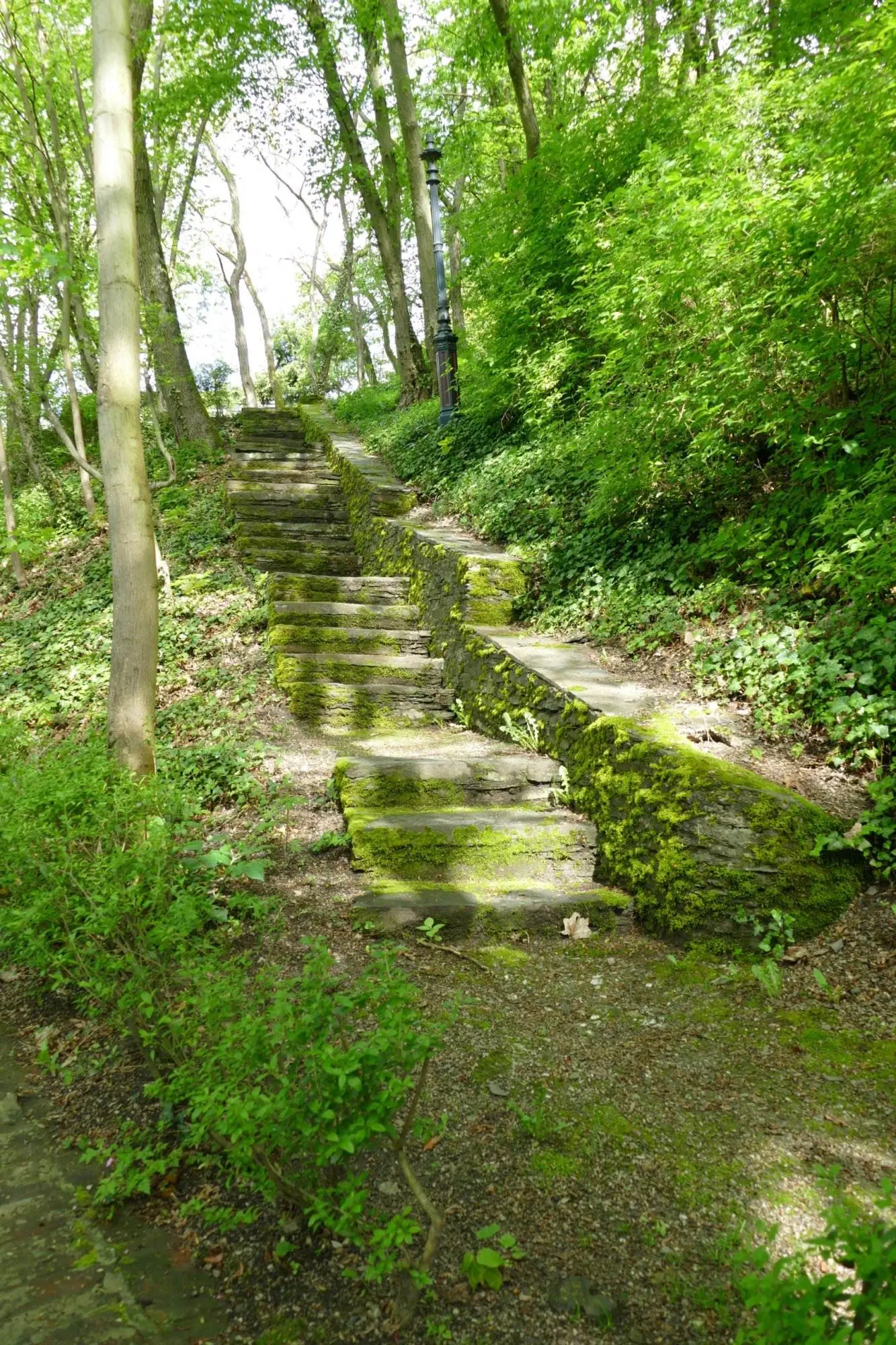Ein Steinweg in einem Waldgebiet.