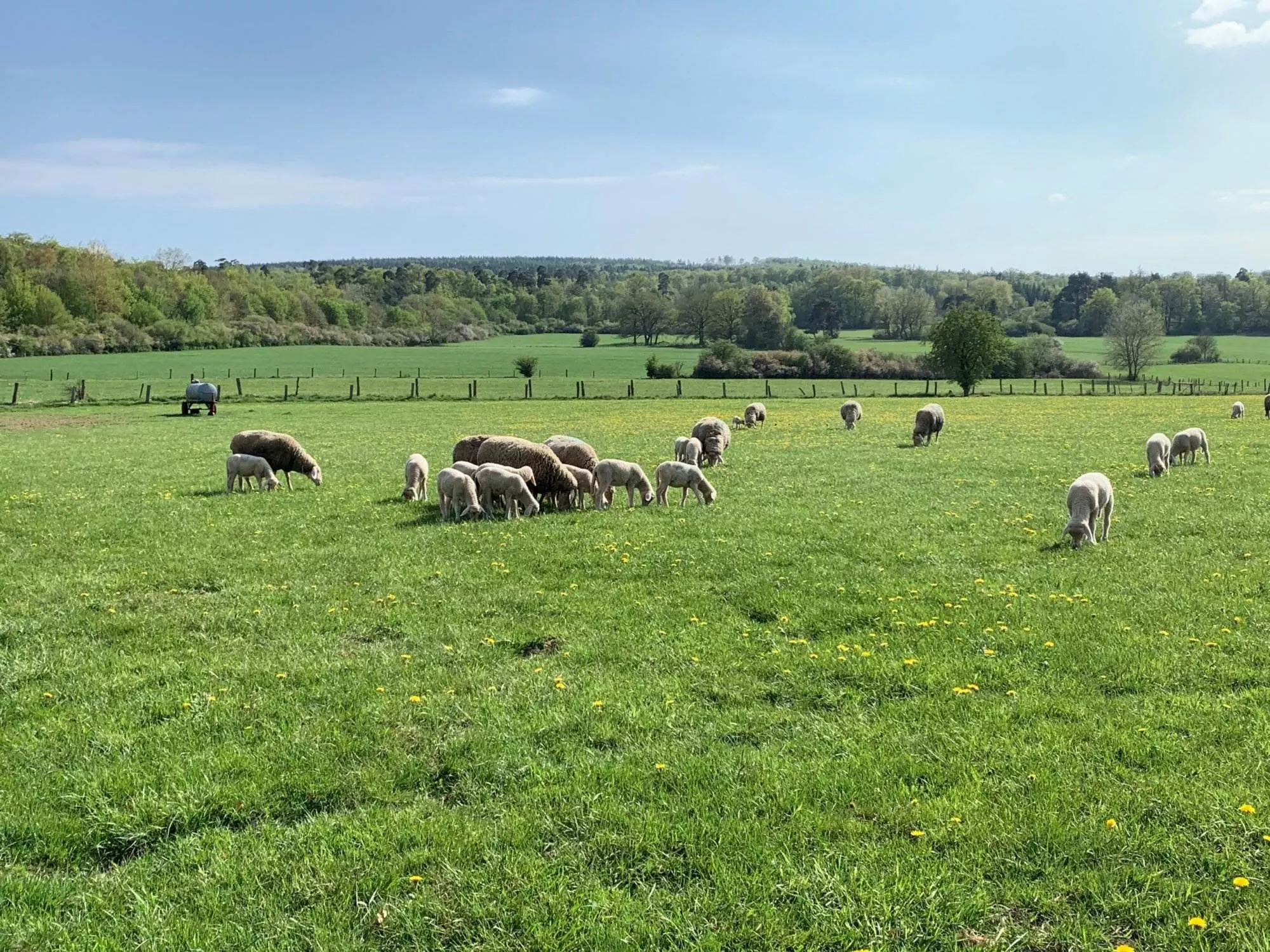 Eine Gruppe Schafe, die auf einem Feld weiden.