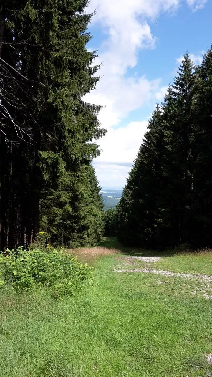 Ein Weg durch einen Wald mit Kiefern im Hintergrund.
