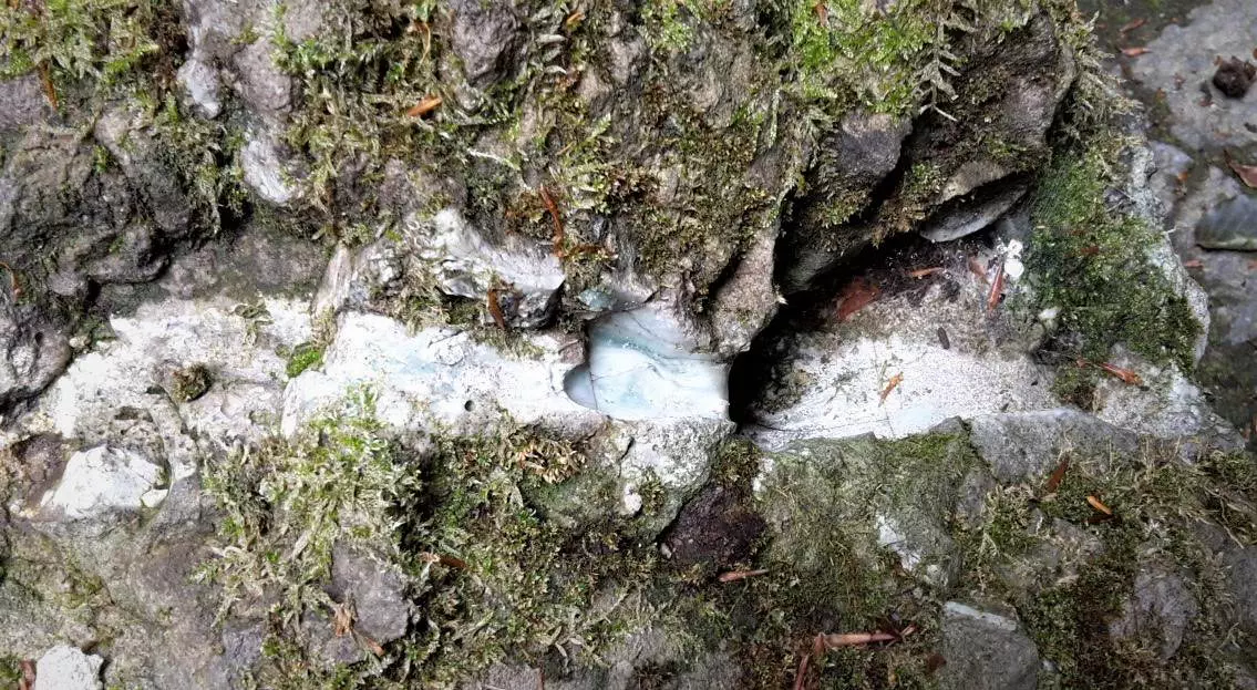 Ein moosbedeckter Baumstamm mit einem Loch darin.