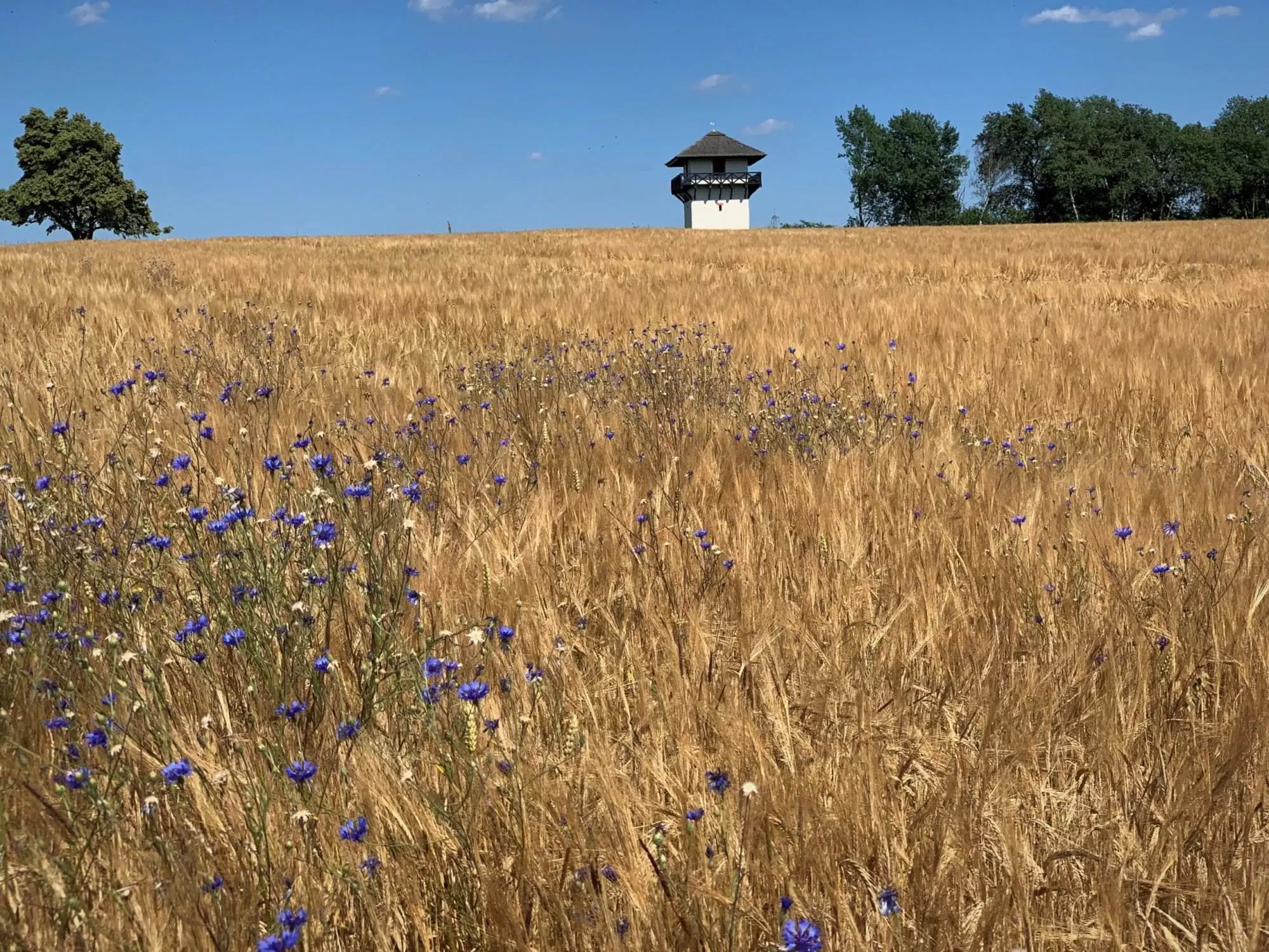 Ein Feld mit blauen Blumen und einem Turm im Hintergrund.