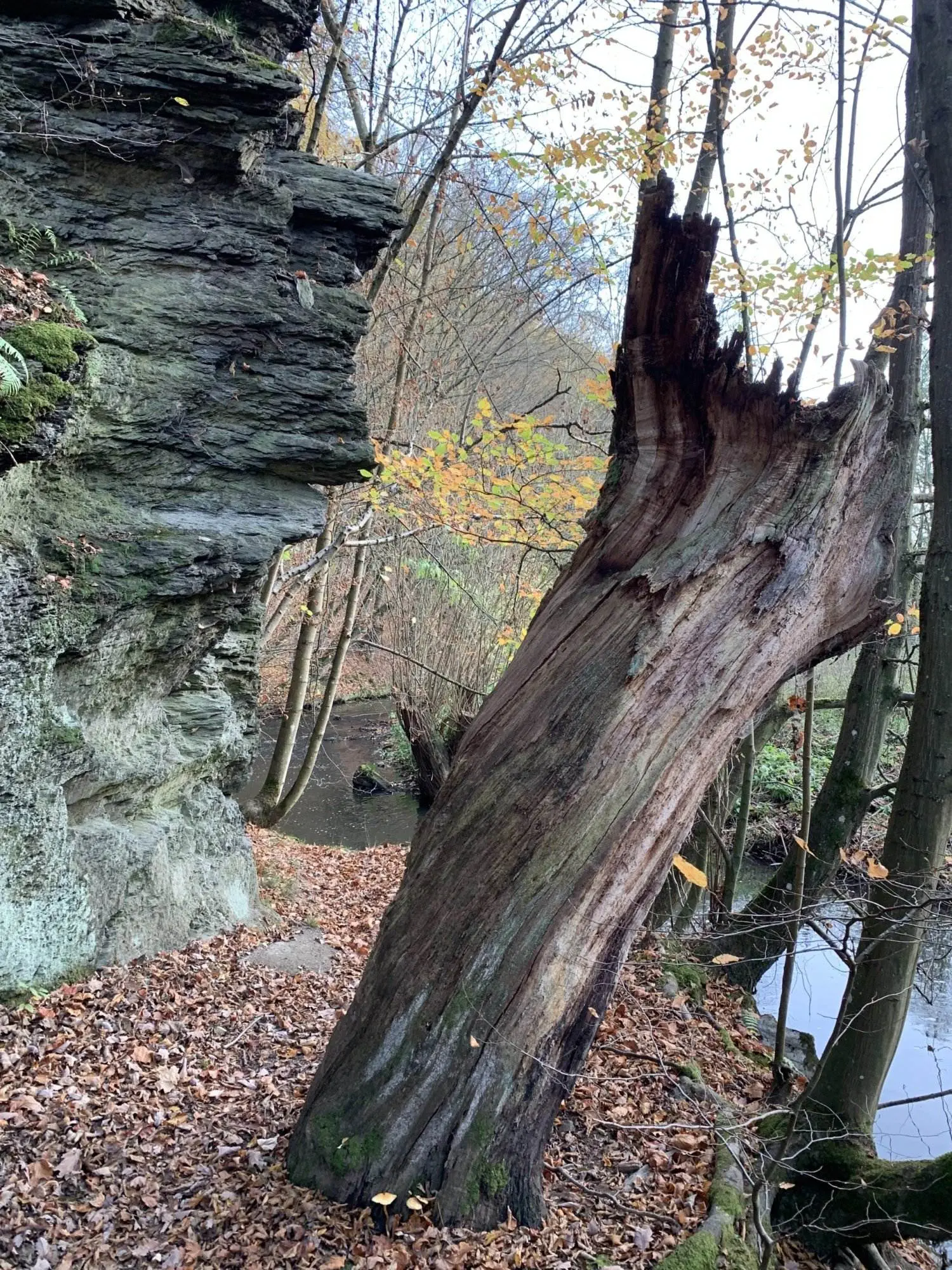 Ein umgestürzter Baum in einem Waldgebiet.