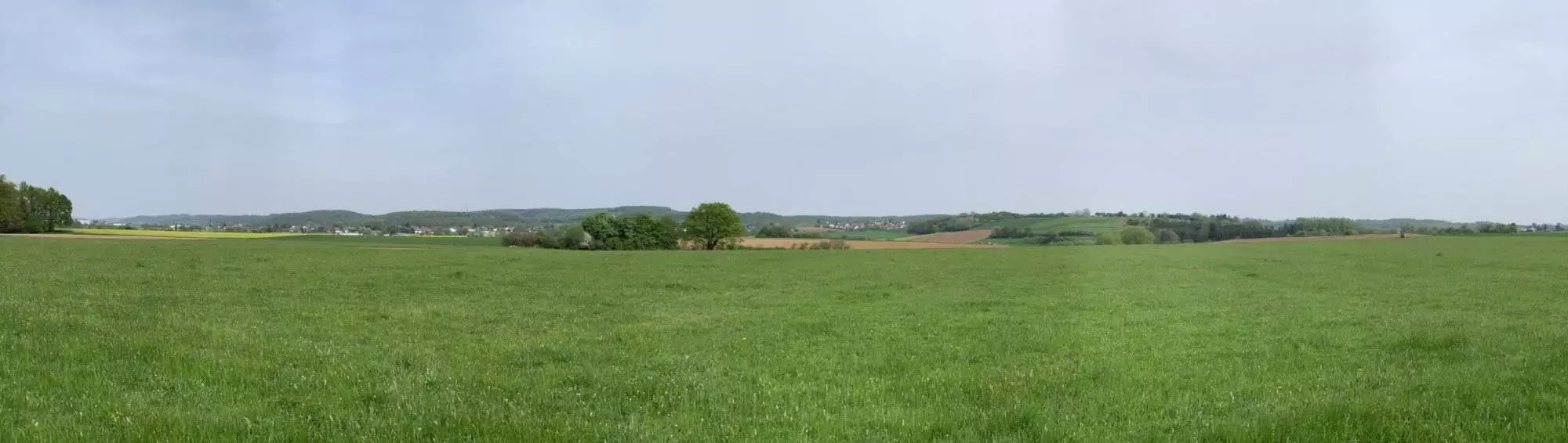 Ein Panoramablick auf eine grüne Wiese mit Bäumen im Hintergrund.