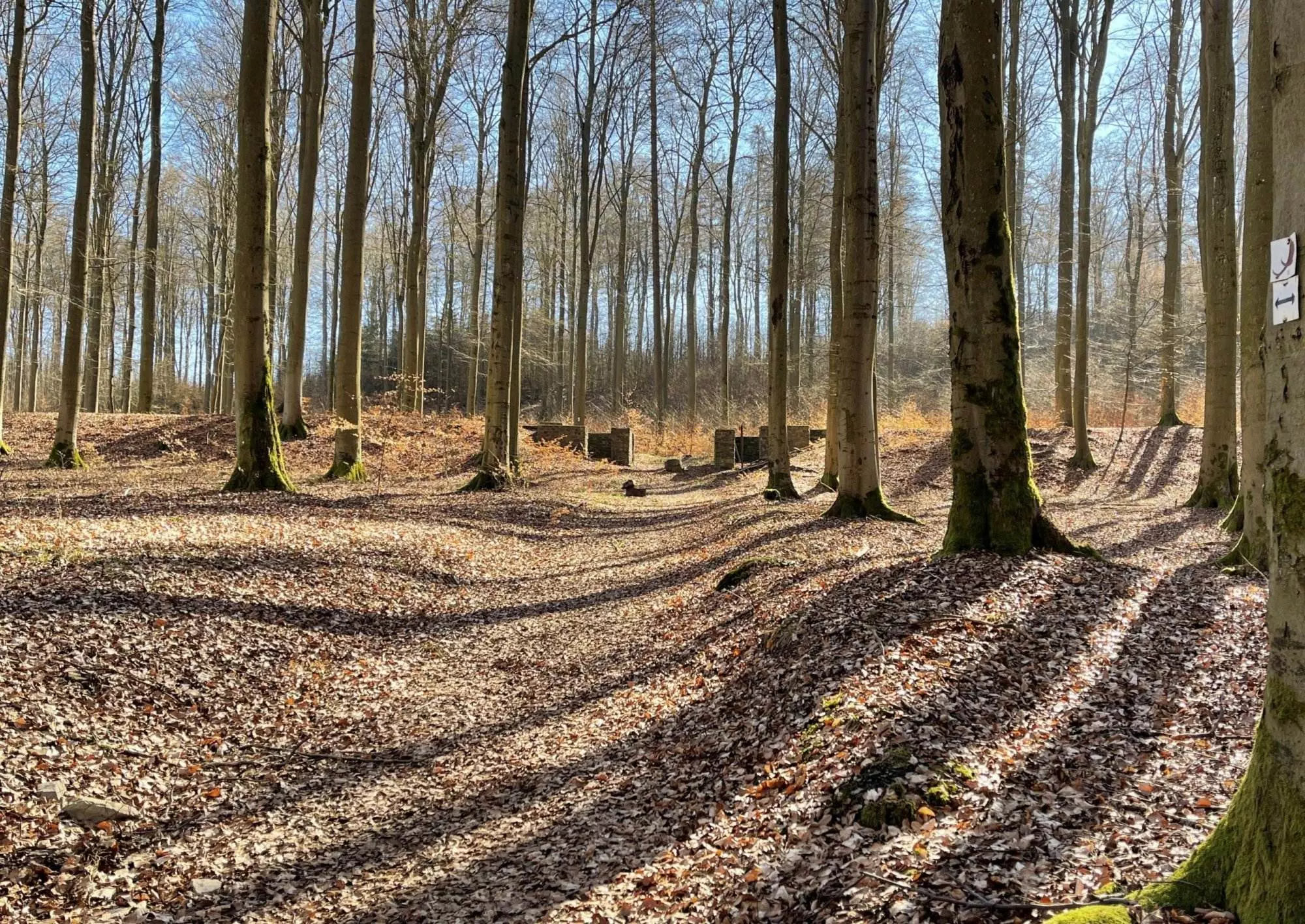 Ein Weg durch einen Wald mit Bäumen im Hintergrund.