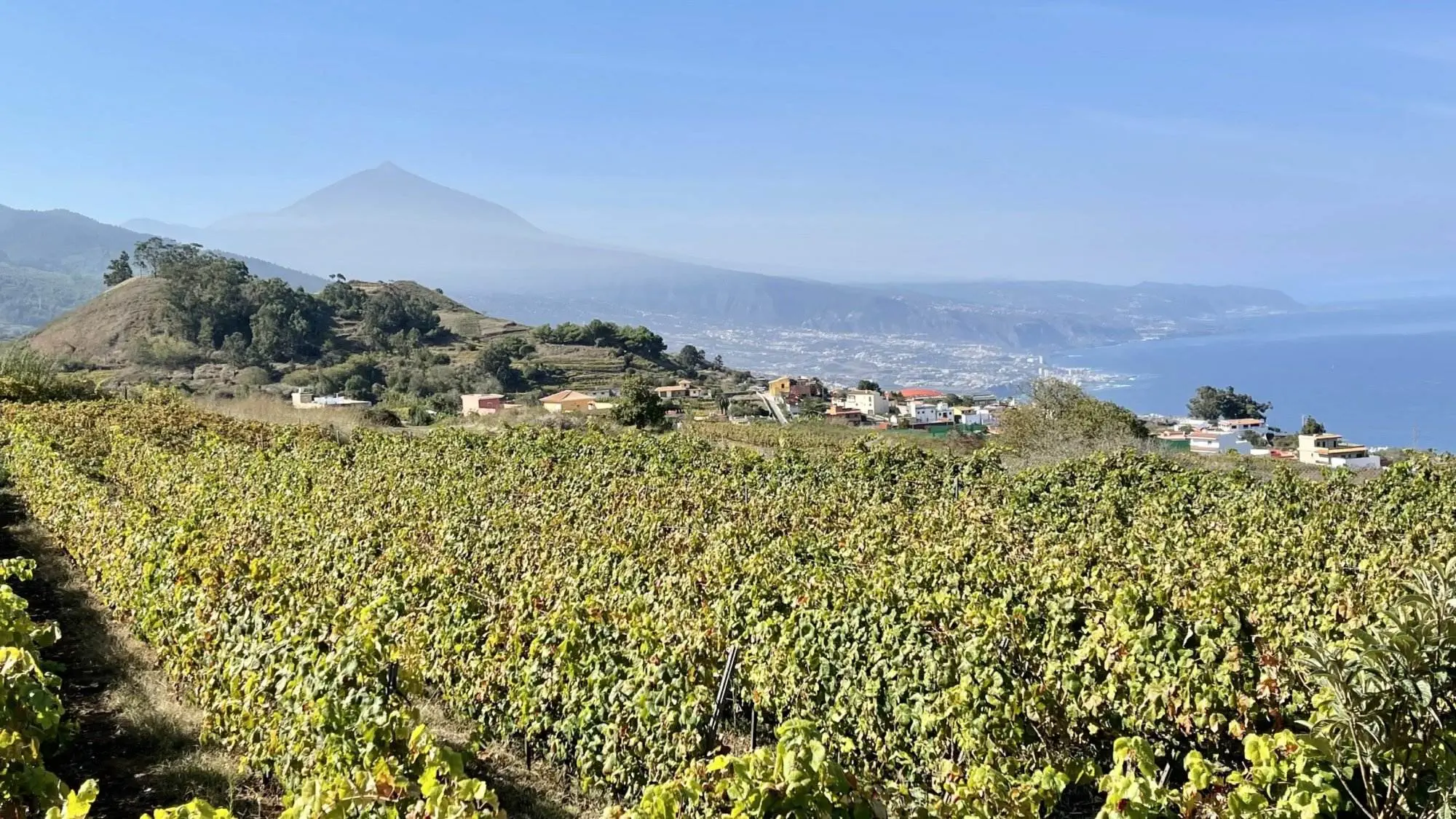 Ein Weinberg mit Blick auf das Meer und die Berge.