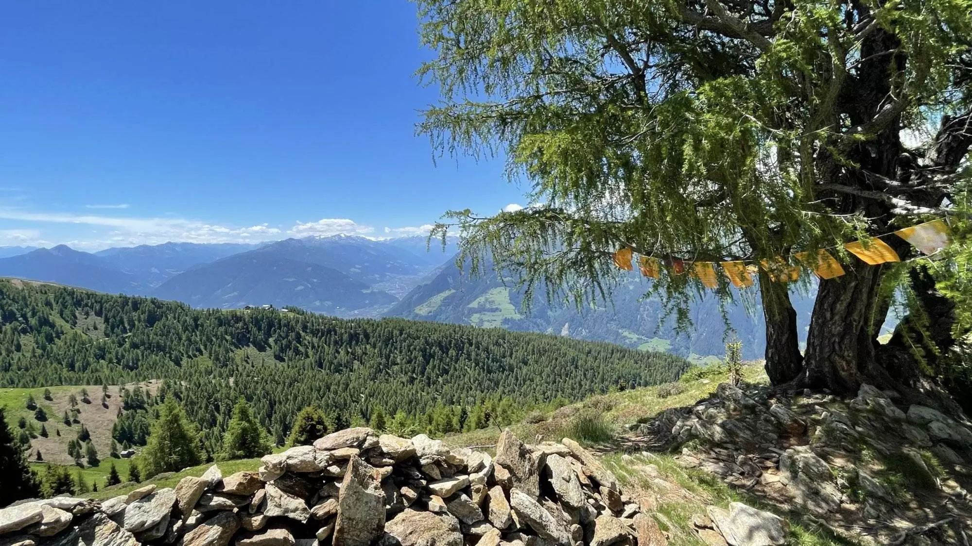 Ein Bergbaum zum Wandern in Südtirol, geschmückt mit Gebetsfahnen.