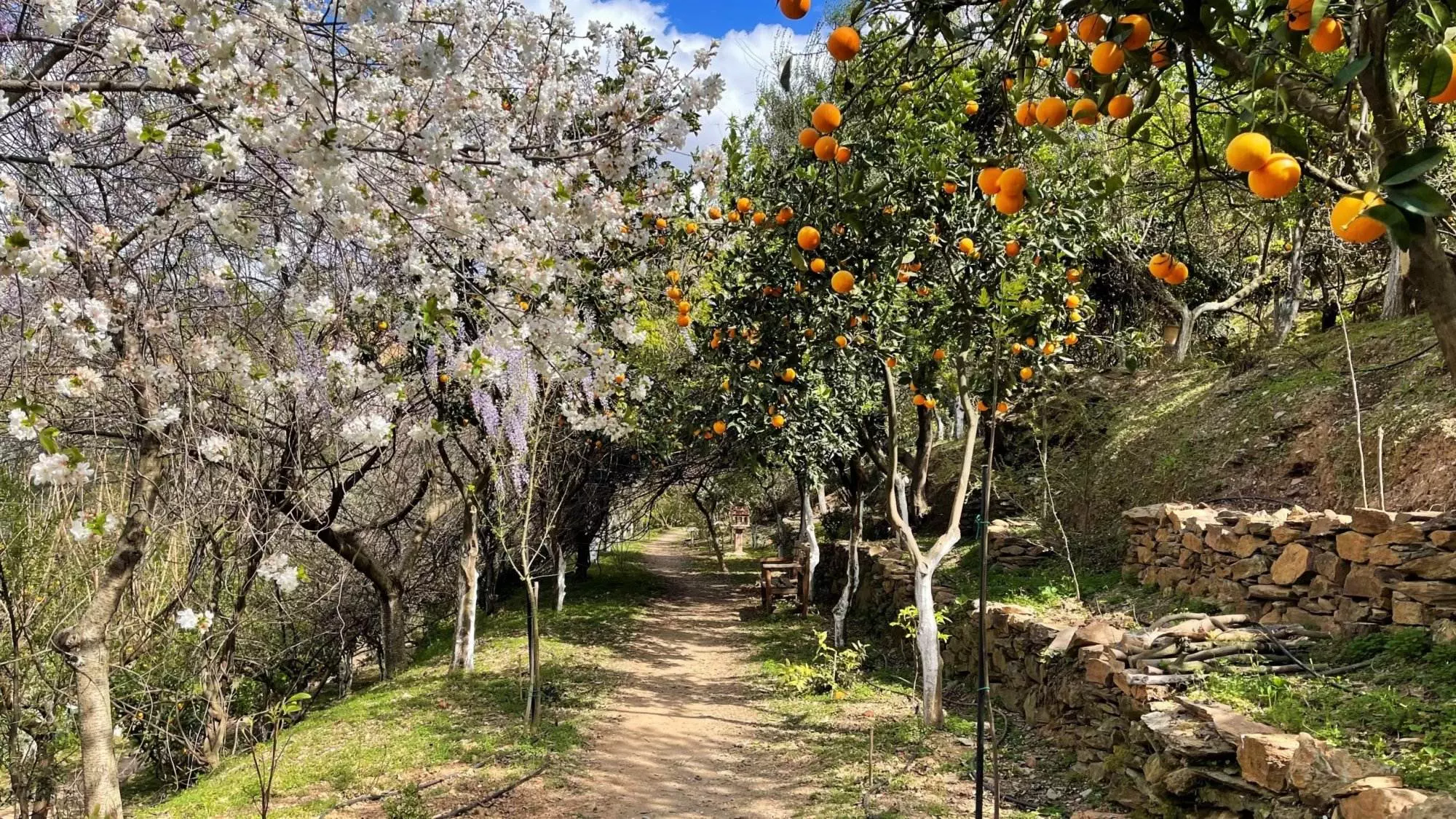 Ein Weg, gesäumt von Orangenbäumen und Blumen.
